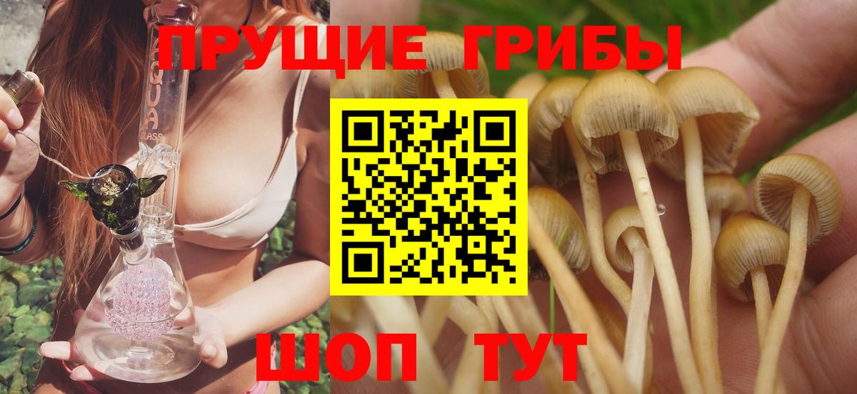 где можно купить   Галлюциногенные грибы GOLDEN TEACHER  Вход с VPN  Волгоград  Псилоцибиновые грибы прущие грибы 